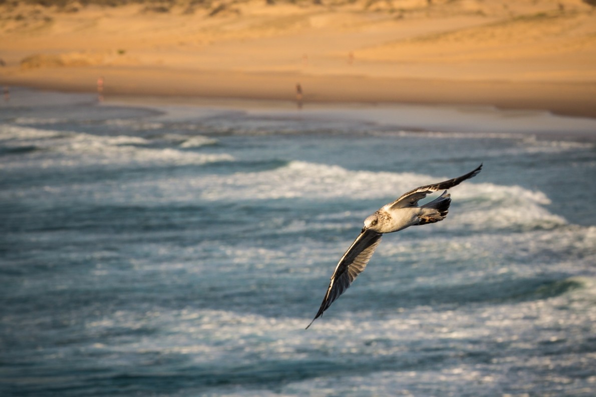 carrapateira 6 carrapateira 6